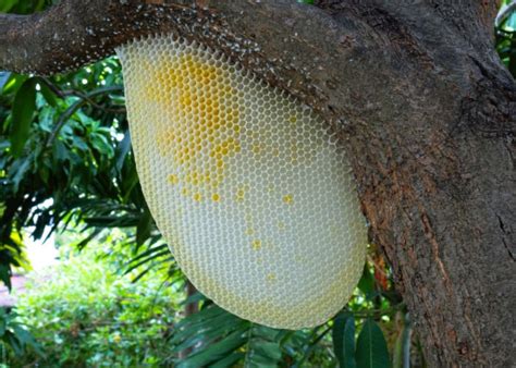 除蜜蜂窩|如何清除黄蜂巢（包含图片）